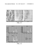 PERIPHERAL AND NEURAL INFLAMMATORY CROSSTALK diagram and image