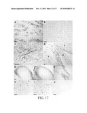 PERIPHERAL AND NEURAL INFLAMMATORY CROSSTALK diagram and image