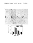 PERIPHERAL AND NEURAL INFLAMMATORY CROSSTALK diagram and image