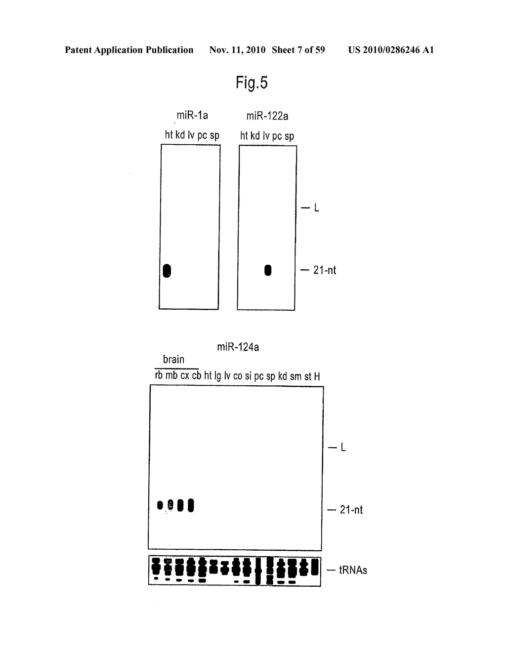 IDENTIFICATION OF NOVEL GENES CODING FOR SMALL TEMPORAL RNAS - diagram, schematic, and image 08