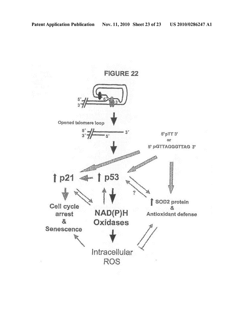 Methods of Protection from Oxidative Stress - diagram, schematic, and image 24