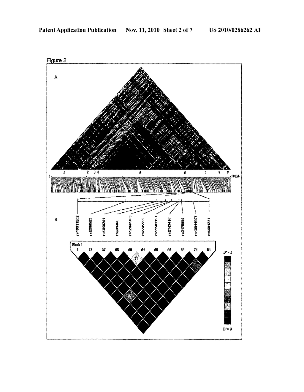 PTGS2 HAPLOTYPES - diagram, schematic, and image 03