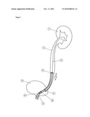 Translucent Outer Sheath diagram and image