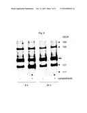 VEGF VARIANTS diagram and image