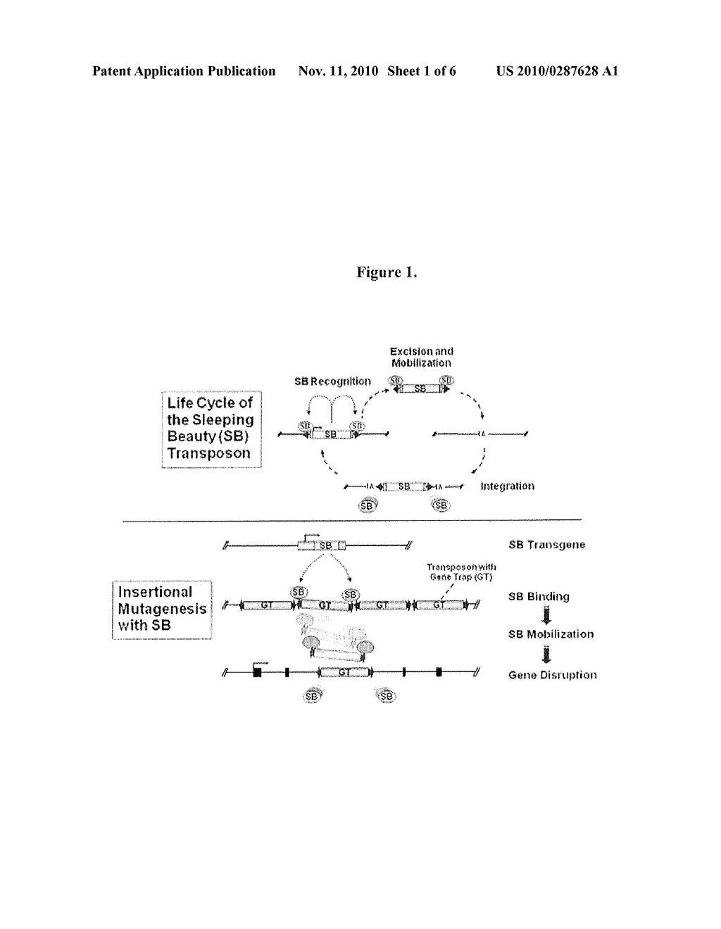 Genetically Modified Rat Models for Cancer - diagram, schematic, and image 02