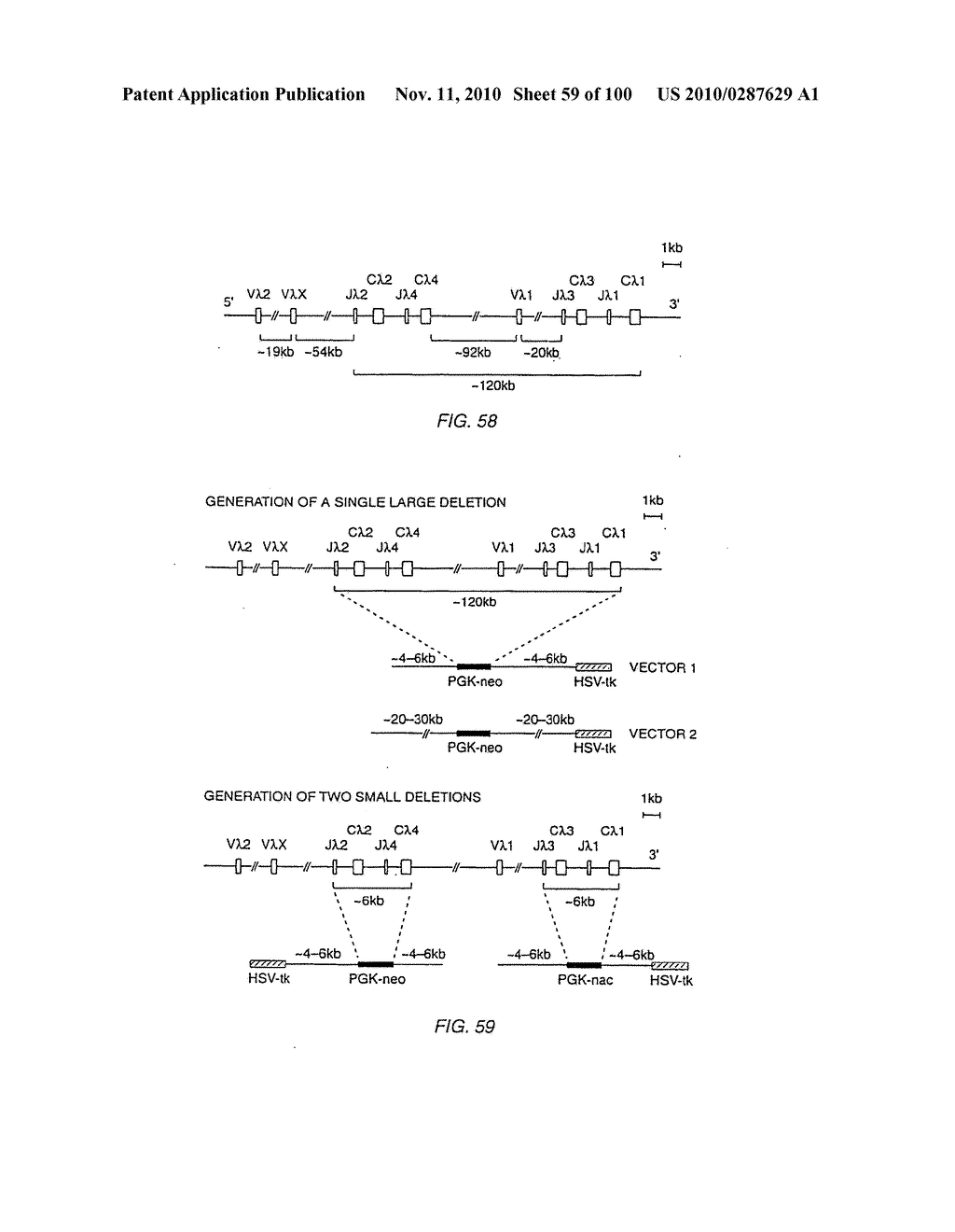 Transgenic Non-Human Animals For Producing Chimeric Antibodies - diagram, schematic, and image 60