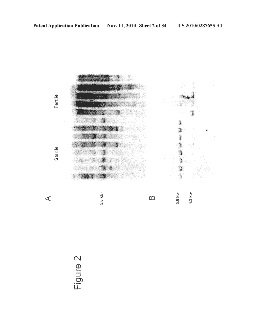 NUCLEOTIDE SEQUENCES MEDIATING PLANT MALE FERTILITY AND METHOD OF USING SAME - diagram, schematic, and image 03