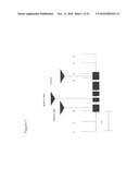 NUCLEOTIDE SEQUENCES MEDIATING PLANT MALE FERTILITY AND METHOD OF USING SAME diagram and image