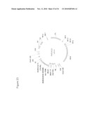 NUCLEOTIDE SEQUENCES MEDIATING PLANT MALE FERTILITY AND METHOD OF USING SAME diagram and image