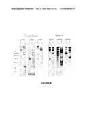 Modification of Lignin Biosynthesis Via Sense Suppression diagram and image