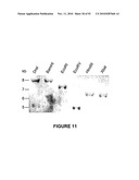 Modification of Lignin Biosynthesis Via Sense Suppression diagram and image