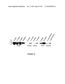 Modification of Lignin Biosynthesis Via Sense Suppression diagram and image