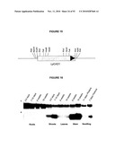 Modification of Lignin Biosynthesis Via Sense Suppression diagram and image