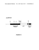 Modification of Lignin Biosynthesis Via Sense Suppression diagram and image