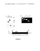 Modification of Lignin Biosynthesis Via Sense Suppression diagram and image