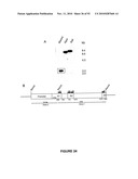 Modification of Lignin Biosynthesis Via Sense Suppression diagram and image