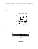 Modification of Lignin Biosynthesis Via Sense Suppression diagram and image