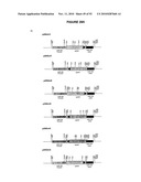 Modification of Lignin Biosynthesis Via Sense Suppression diagram and image