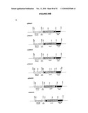 Modification of Lignin Biosynthesis Via Sense Suppression diagram and image