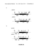 Modification of Lignin Biosynthesis Via Sense Suppression diagram and image