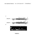 Modification of Lignin Biosynthesis Via Sense Suppression diagram and image