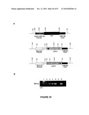 Modification of Lignin Biosynthesis Via Sense Suppression diagram and image