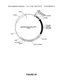 Modification of Lignin Biosynthesis Via Sense Suppression diagram and image