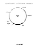 Modification of Lignin Biosynthesis Via Sense Suppression diagram and image