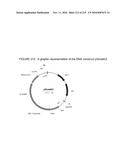 PLANT CELL SIGNALING GENES diagram and image