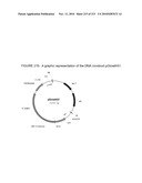 PLANT CELL SIGNALING GENES diagram and image