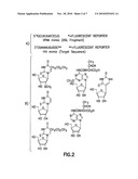 COMPOSITIONS AND METHODS FOR THE IDENTIFICATION OF INHIBITORS OF RETROVIRAL INFECTION diagram and image