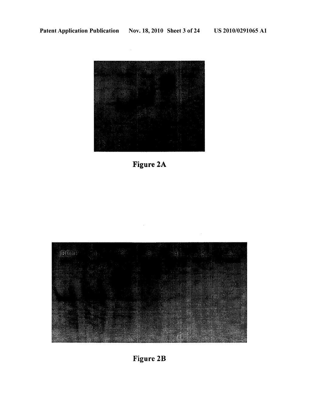 Compositions for Protein Delivery and Methods of Use Thereof - diagram, schematic, and image 04