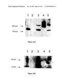 Compositions for Protein Delivery and Methods of Use Thereof diagram and image