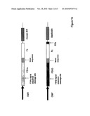 Heterodimeric Follicle Stimulating Hormone-Fc (FSH-Fc) Fusion Proteins for the Treatment of Infertility diagram and image