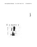 Heterodimeric Follicle Stimulating Hormone-Fc (FSH-Fc) Fusion Proteins for the Treatment of Infertility diagram and image