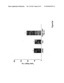 Heterodimeric Follicle Stimulating Hormone-Fc (FSH-Fc) Fusion Proteins for the Treatment of Infertility diagram and image