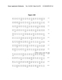 Norovirus and sapovirus antigens diagram and image