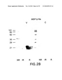 RECOMBINANT PROTEIN CONTAINING A C-TERMINAL FRAGMENT OF PLASMODIUM MSP-1 diagram and image