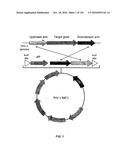 Bacterial Artificial Chromosome Containing Feline Herpes Virus Type 1 Genome and Uses Thereof diagram and image