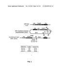 Bacterial Artificial Chromosome Containing Feline Herpes Virus Type 1 Genome and Uses Thereof diagram and image