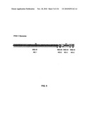 Bacterial Artificial Chromosome Containing Feline Herpes Virus Type 1 Genome and Uses Thereof diagram and image