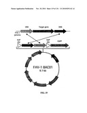 Bacterial Artificial Chromosome Containing Feline Herpes Virus Type 1 Genome and Uses Thereof diagram and image