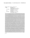 Bacterial Artificial Chromosome Containing Feline Herpes Virus Type 1 Genome and Uses Thereof diagram and image