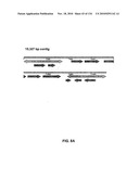 Bacterial Artificial Chromosome Containing Feline Herpes Virus Type 1 Genome and Uses Thereof diagram and image