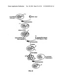 Bacterial Artificial Chromosome Containing Feline Herpes Virus Type 1 Genome and Uses Thereof diagram and image