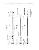 RECOMBINANT RSV ANTIGENS diagram and image