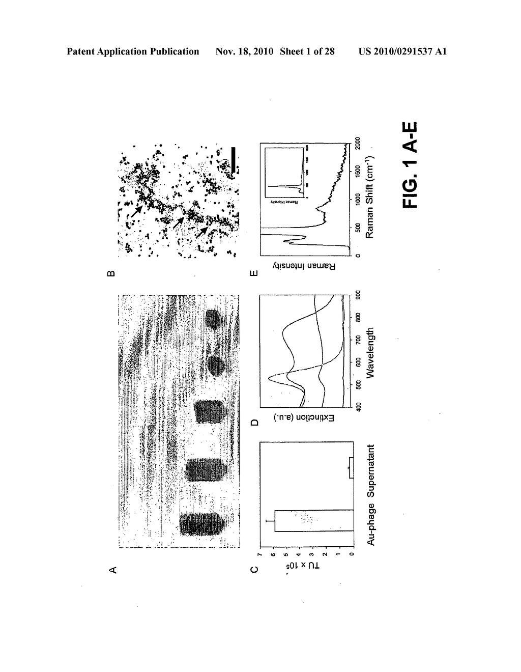 METHODS AND COMPOSITIONS RELATED TO PHAGE-NANOPARTICLE ASSEMBLIES - diagram, schematic, and image 02