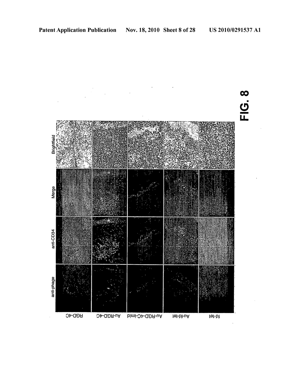 METHODS AND COMPOSITIONS RELATED TO PHAGE-NANOPARTICLE ASSEMBLIES - diagram, schematic, and image 09