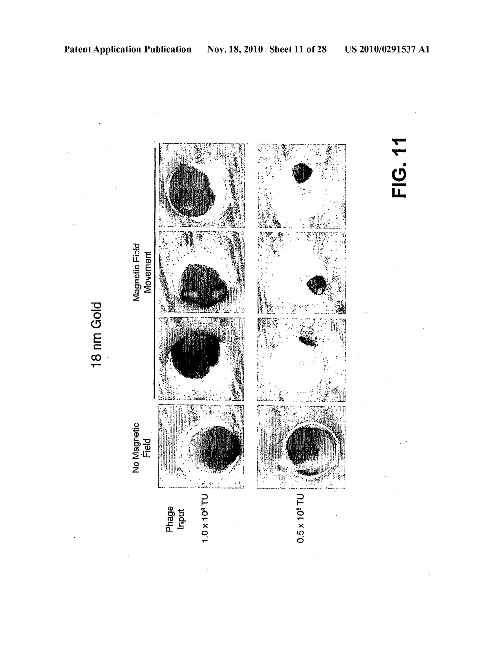 METHODS AND COMPOSITIONS RELATED TO PHAGE-NANOPARTICLE ASSEMBLIES - diagram, schematic, and image 12