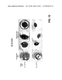 METHODS AND COMPOSITIONS RELATED TO PHAGE-NANOPARTICLE ASSEMBLIES diagram and image